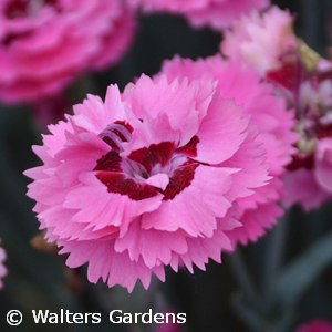 DIANTHUS CUTE AS A BUTTON