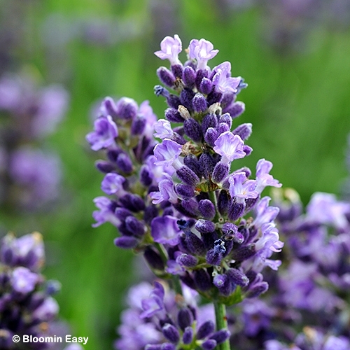 LAVANDULA ANG SUPERBLUE