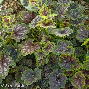 HEUCHERA MARVELOUS MARBLE