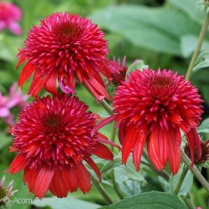 ECHINACEA DBL SCOOP RASPBERRY