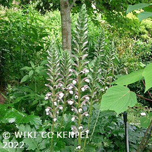 ACANTHUS SPINOSUS