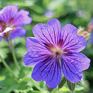 Geranium 'Havana Blues' PPAF