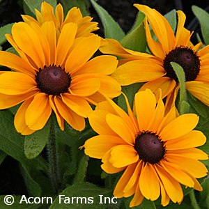 RUDBECKIA TIGEREYE GOLD