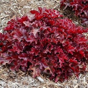 HEUCHERA DOLCE CHERRY TRUFFLES