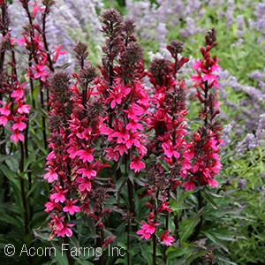 LOBELIA SPE STARSHIP DEEP ROSE