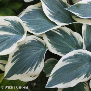 HOSTA BLUE IVORY