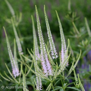 VERONICASTRUM VIR LAVENDELTURM