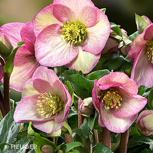 HELLEBORUS ICE N ROSES ROSETTA