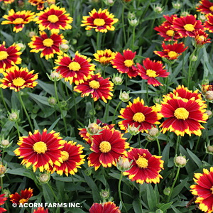 COREOPSIS UPTICK RED