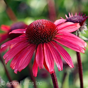 ECHINACEA BIG SKY SOLAR FLARE