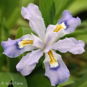 Iris cristata - Pennsylvania native perennial plant