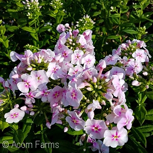 PHLOX PAN YOUNIQUE BICOLOR