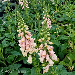 DIGITALIS PUR DALMATIAN PEACH