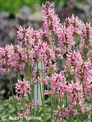 STACHYS PINK COTTON CANDY