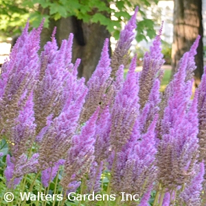 ASTILBE CHI PURPLE CANDLES