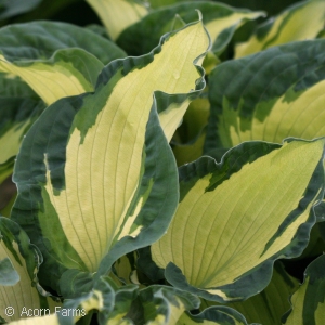 HOSTA GOLDEN MEADOWS