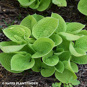 HOSTA MAUI BUTTERCUPS