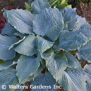 HOSTA DIAMOND LAKE