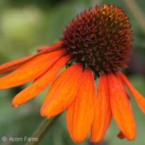 ECHINACEA TIKI TORCH