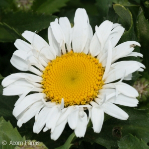 LEUCANTHEMUM LACROSSE