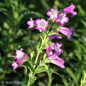 PENSTEMON CHA CHA LAVENDER