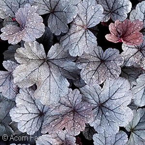 HEUCHERA DOLCE SILVER GUMDROP