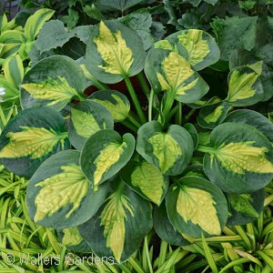 HOSTA POCKETFUL OF SUNSHINE