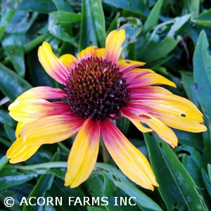 ECHINACEA PARROT