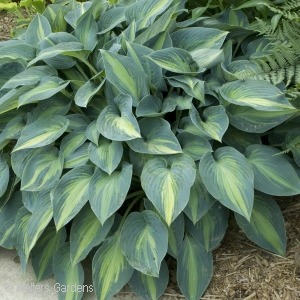 HOSTA JUNE