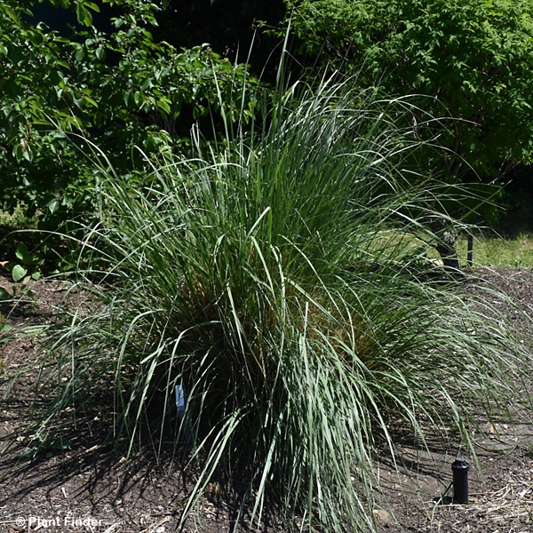 SPOROBOLUS WRIGHTII