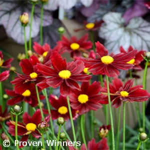 COREOPSIS RED ELF