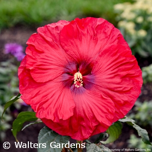 HIBISCUS VALENTINES CRUSH