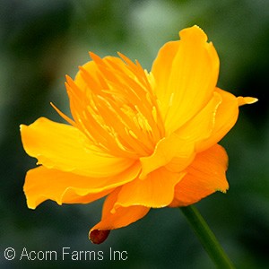 TROLLIUS GOLDEN QUEEN