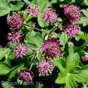ASTRANTIA STAR OF FIRE