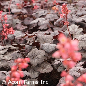 HEUCHERA TIMELESS TREASURE