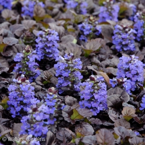 AJUGA REP BLACK SCALLOP