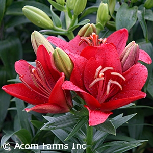 LILIUM LA SUMMER SCARLET