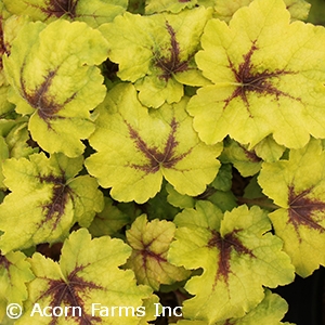 HEUCHERELLA GOLD ZEBRA