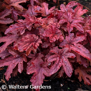 HEUCHERELLA RED ROVER