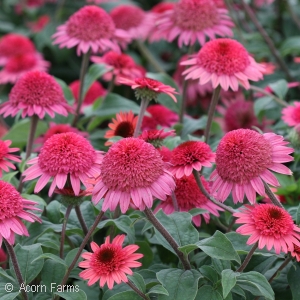 ECHINACEA RASPBERRY TRUFFLE