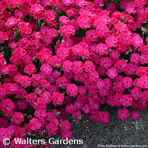 DIANTHUS PAINT THE TOWN RED