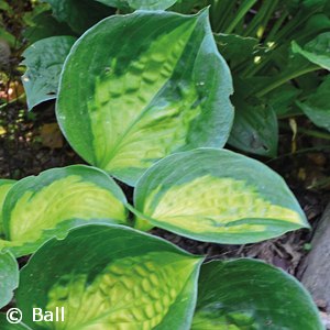 HOSTA SUNSET GROOVES