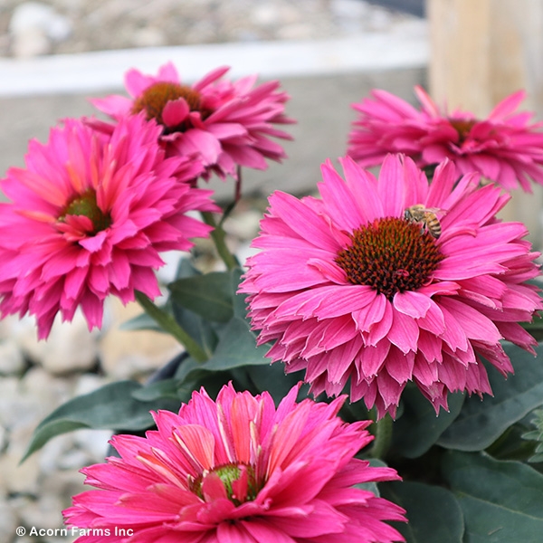 ECHINACEA SWEET FUCHSIA
