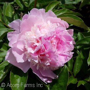 PAEONIA EDENS PERFUME