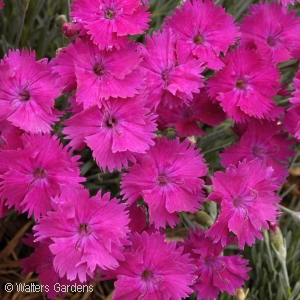 DIANTHUS NEON STAR