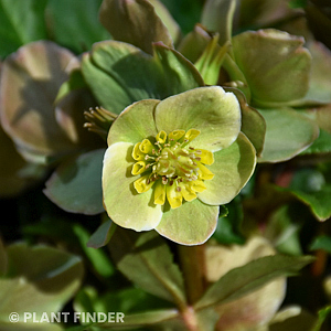 HELLEBORUS HGC CINNAMON SNOW