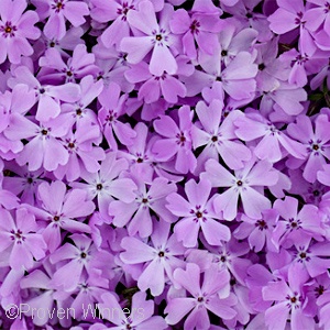 PHLOX SUB PINK SPARKLES