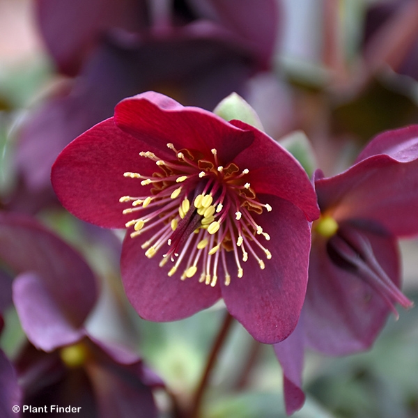 HELLEBORUS ICE N ROSES MERLOT