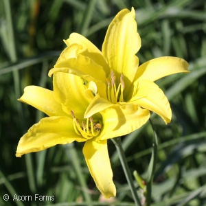 HEMEROCALLIS HYPERION