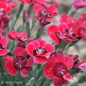 DIANTHUS EASTERN STAR